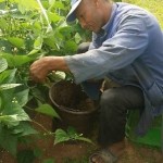 Harvest of green bean in our project in Morocco