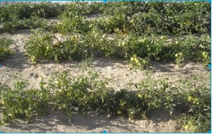 ポーラスαを使用したトマト栽培圃場