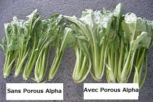 Comparaison de la taille de la récolte